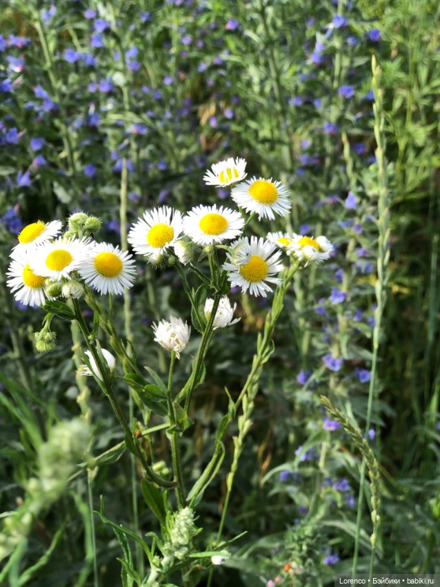 Июньская прогулка — Болталка и разговоры обо всем: жизнь