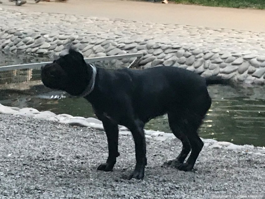 Друзья на прогулке — Куклы Kathe Kruse (Кате/Кэте Крузе): фото