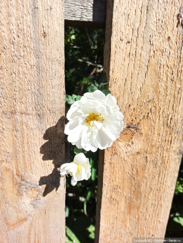 Возьми нас с собой — Болталка и разговоры обо всем: жизнь (фото 10)