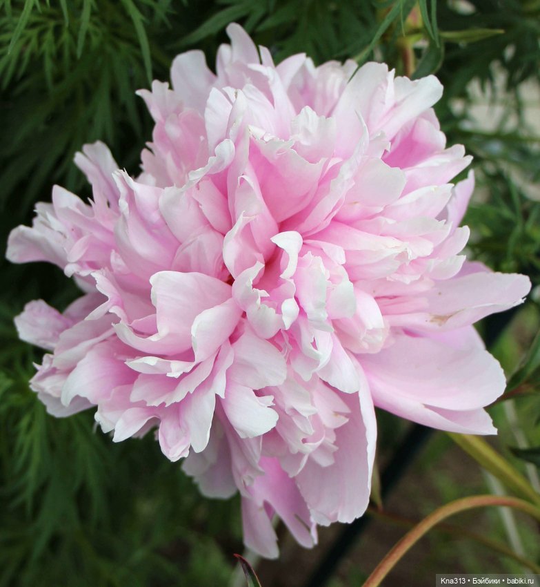 Цветением Пионов навеяно. Новая коллекция одежды