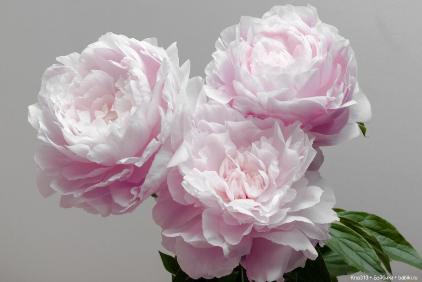 Цветением Пионов навеяно. Новая коллекция одежды