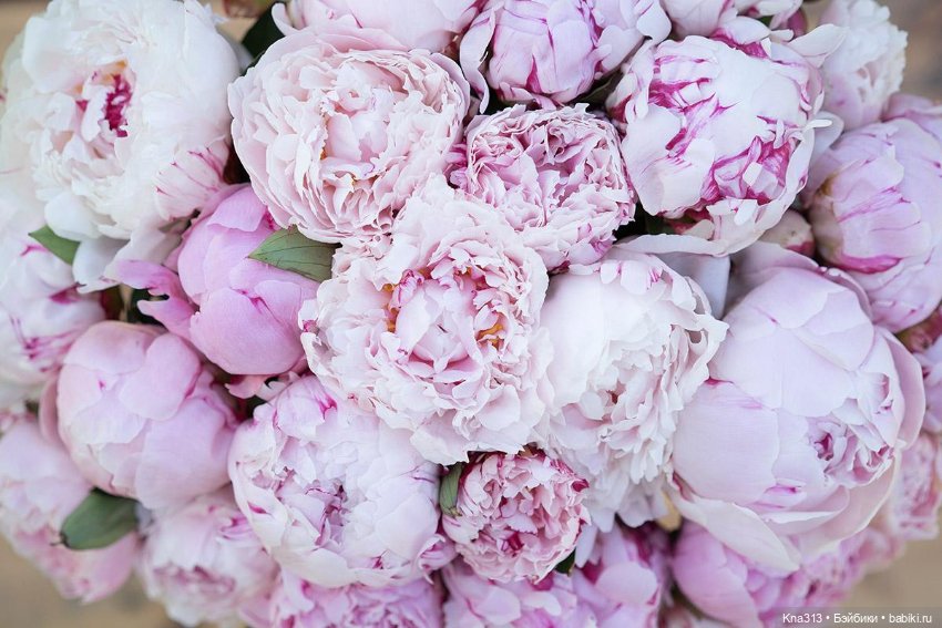 Цветением Пионов навеяно. Новая коллекция одежды