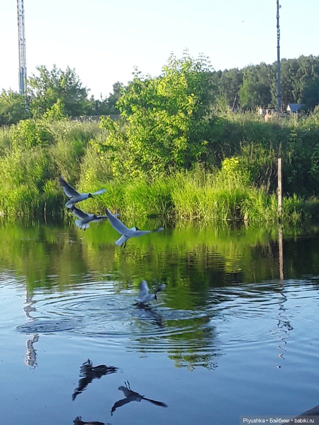Небо под ногами — Куклы и тела Obitsu (Обитсу): 1/6 (фото 7)