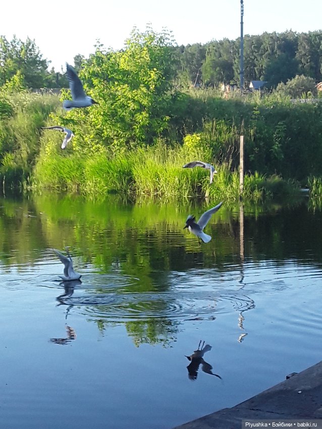 Небо под ногами — Куклы и тела Obitsu (Обитсу): 1/6 (фото 6)