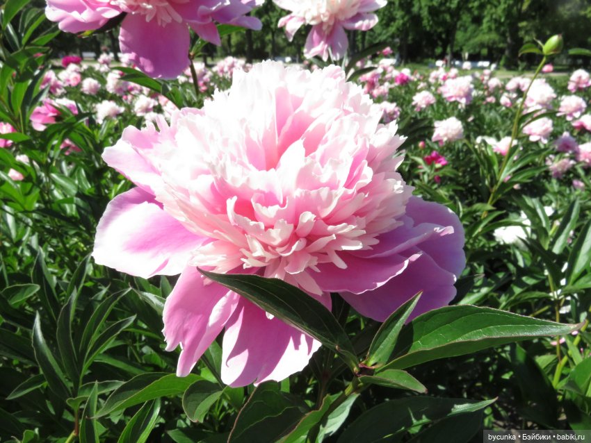 Машины прогулки — Игровые куклы Zwergnase (Цвергназе) Junior: Джуниор (фото 5)