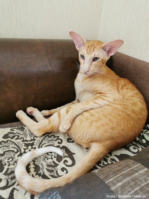 Saphira от Hildegard Gunzel