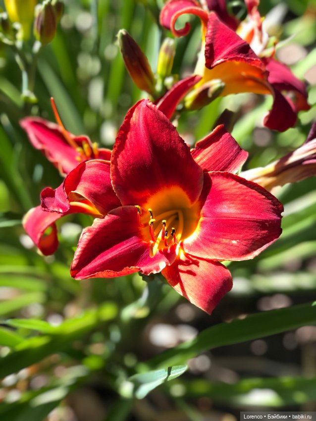 Прогулка с Кнопкой — Коллекционные куклы разных авторов (Разное): редкие бренды (фото 7)