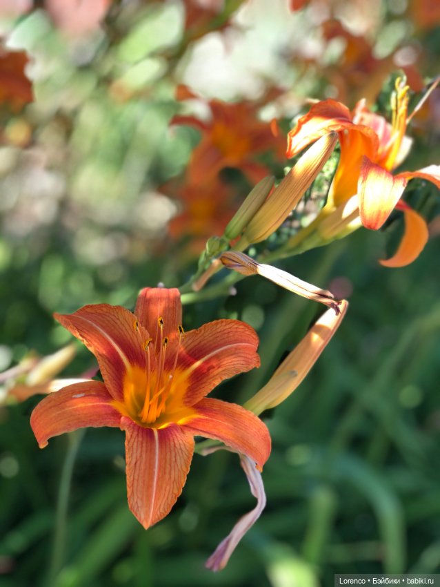 Прогулка с Кнопкой — Коллекционные куклы разных авторов (Разное): редкие бренды (фото 8)