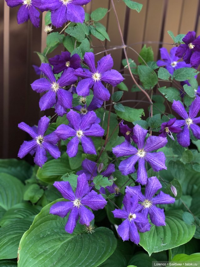 Прогулка с Кнопкой — Коллекционные куклы разных авторов (Разное): редкие бренды