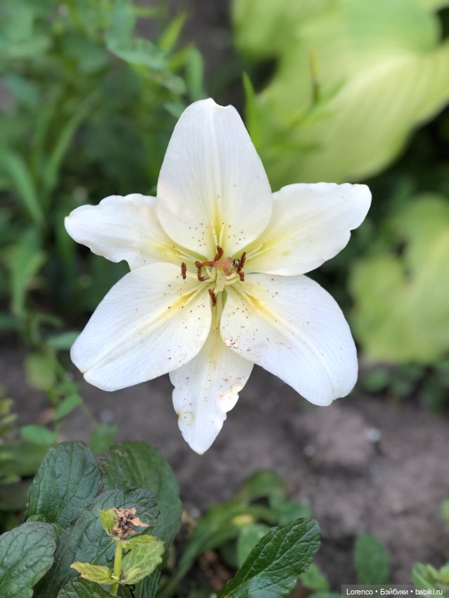 Прогулка с Кнопкой — Коллекционные куклы разных авторов (Разное): редкие бренды