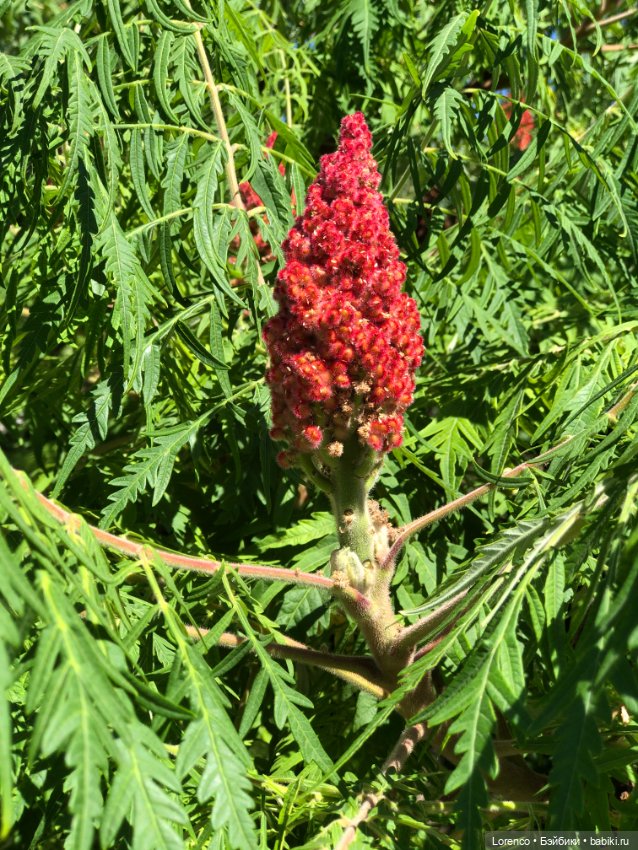 Прогулка с Кнопкой — Коллекционные куклы разных авторов (Разное): редкие бренды