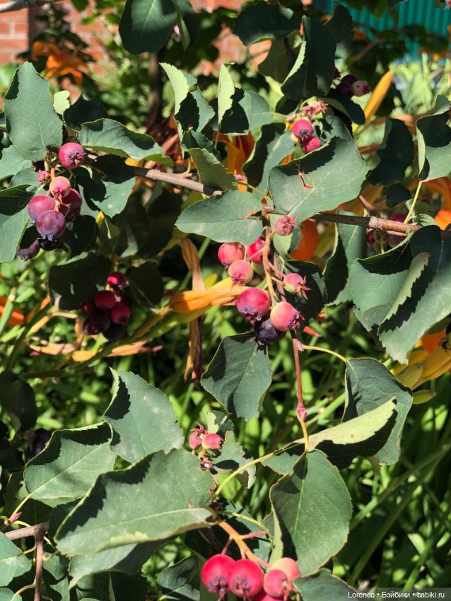 Прогулка с Кнопкой — Коллекционные куклы разных авторов (Разное): редкие бренды