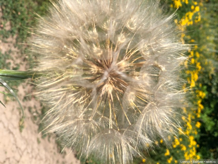 Прогулка с Кнопкой — Коллекционные куклы разных авторов (Разное): редкие бренды (фото 6)