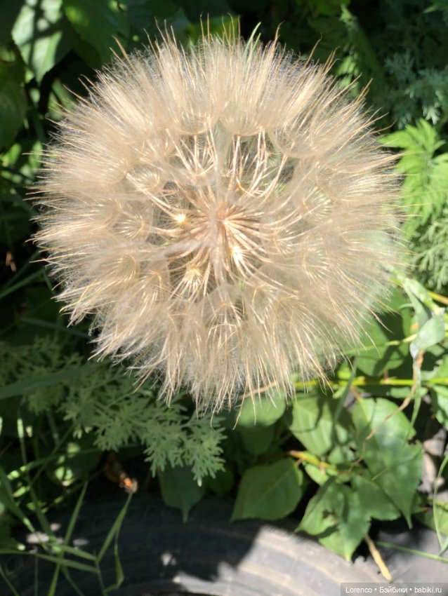 Прогулка с Кнопкой — Коллекционные куклы разных авторов (Разное): редкие бренды