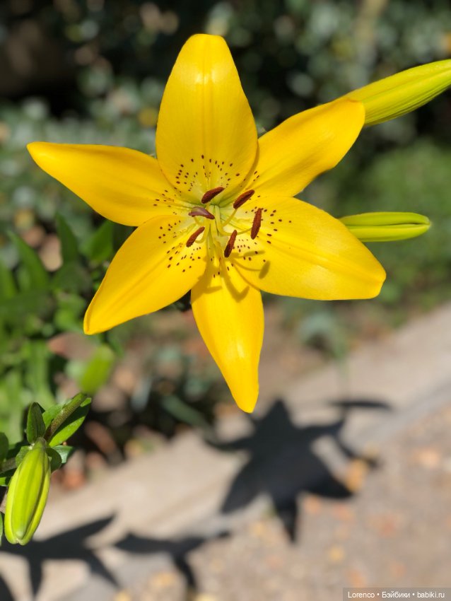 Прогулка с Кнопкой — Коллекционные куклы разных авторов (Разное): редкие бренды (фото 5)