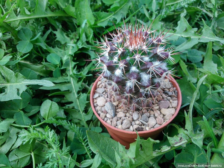 Кактусы — Красивая природа и цветы: фото пейзажей