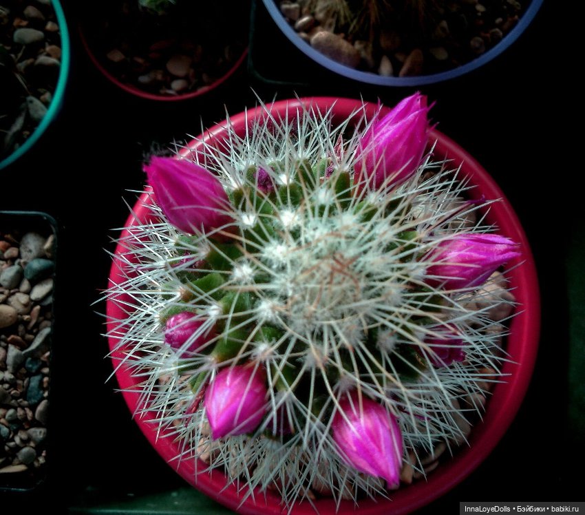 Кактусы — Красивая природа и цветы: фото пейзажей