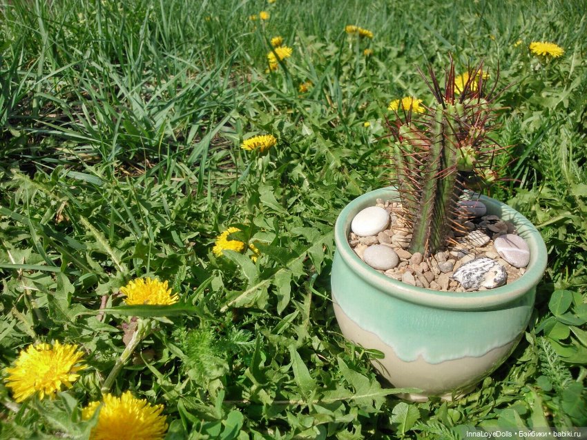 Кактусы — Красивая природа и цветы: фото пейзажей (фото 10)