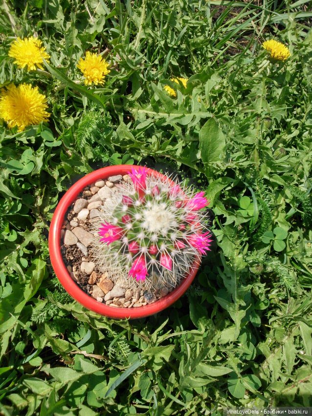 Кактусы — Красивая природа и цветы: фото пейзажей (фото 7)