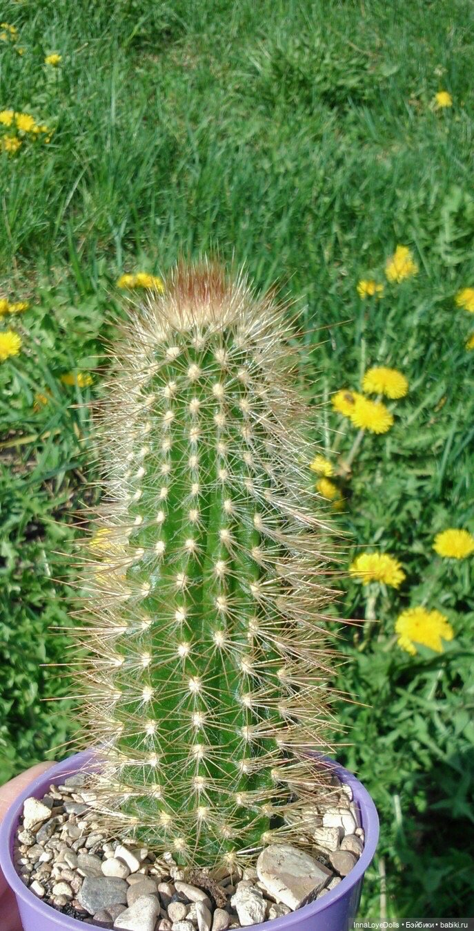 Кактусы — Красивая природа и цветы: фото пейзажей (фото 8)