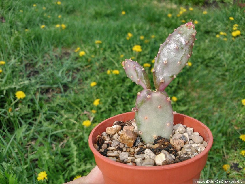 Кактусы — Красивая природа и цветы: фото пейзажей (фото 9)