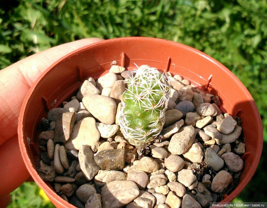 Кактусы — Красивая природа и цветы: фото пейзажей (фото 6)