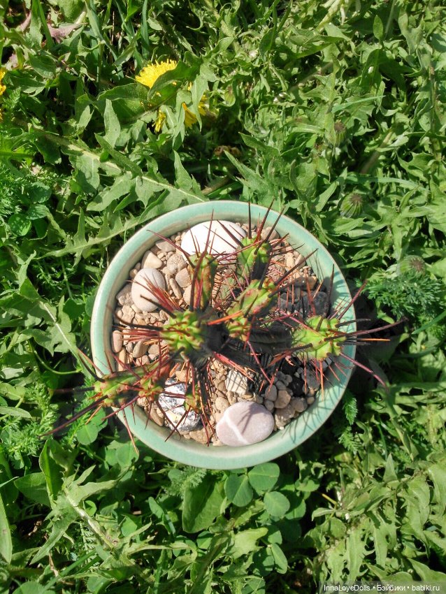 Кактусы — Красивая природа и цветы: фото пейзажей