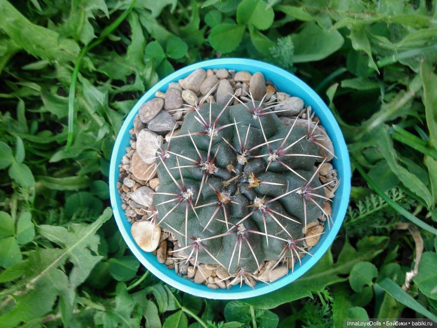 Кактусы — Красивая природа и цветы: фото пейзажей (фото 4)