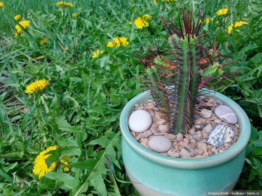 Кактусы — Красивая природа и цветы: фото пейзажей