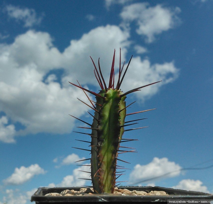 Кактусы — Красивая природа и цветы: фото пейзажей (фото 3)