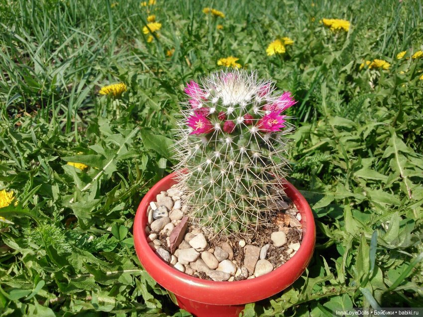 Кактусы — Красивая природа и цветы: фото пейзажей (фото 2)