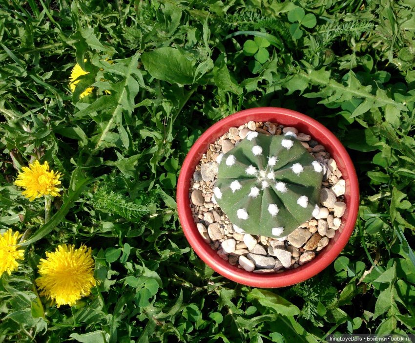 Кактусы — Красивая природа и цветы: фото пейзажей (фото 5)