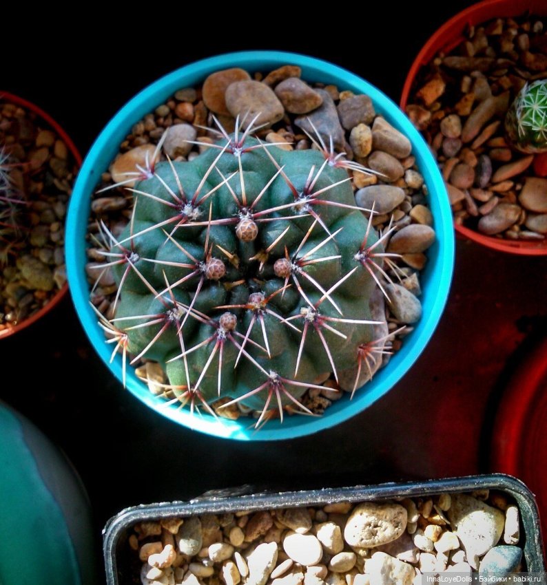 Кактусы — Красивая природа и цветы: фото пейзажей