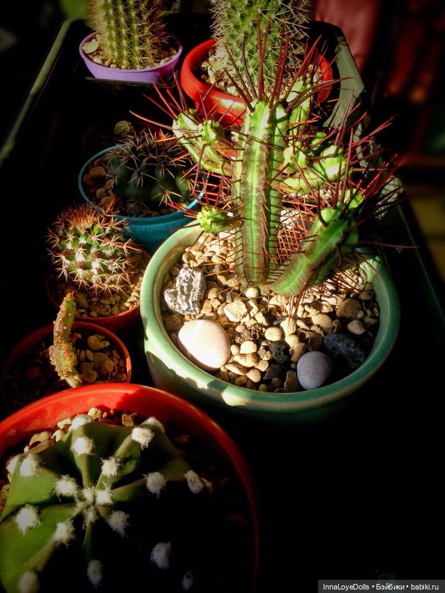 Кактусы — Красивая природа и цветы: фото пейзажей