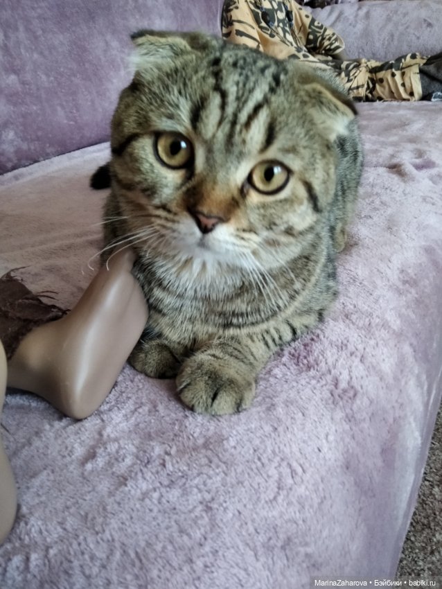 Давайте знакомиться... или МОЯ "Шоколадная сказка" №4