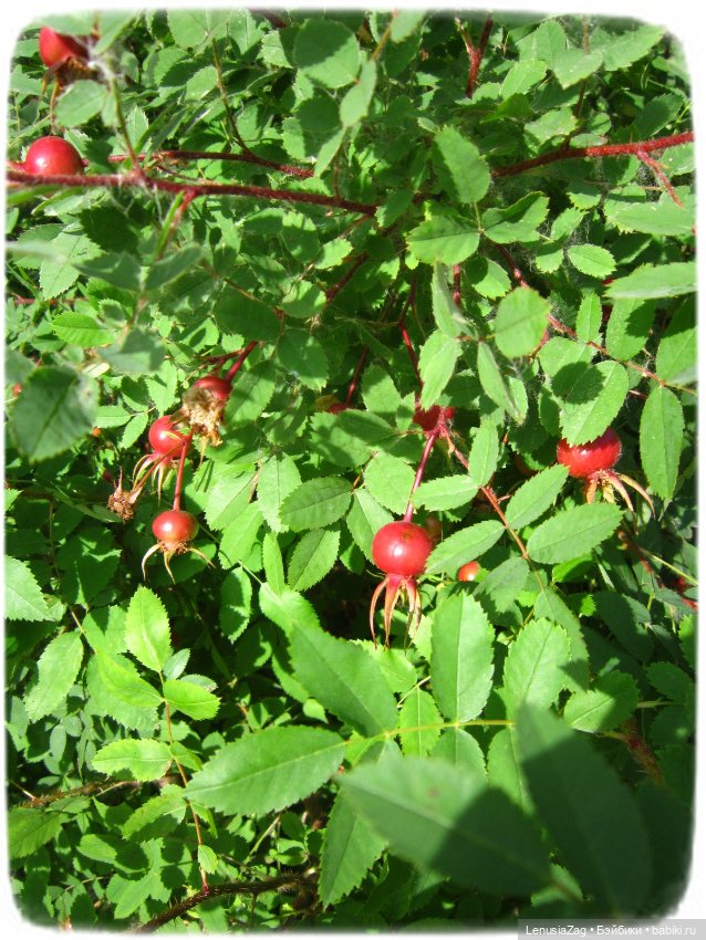 Прогулка в Треугольном сквере (фото 8)