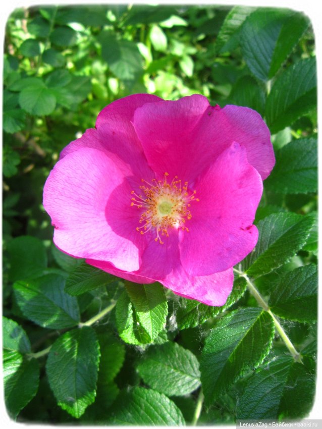 Прогулка в Треугольном сквере (фото 9)