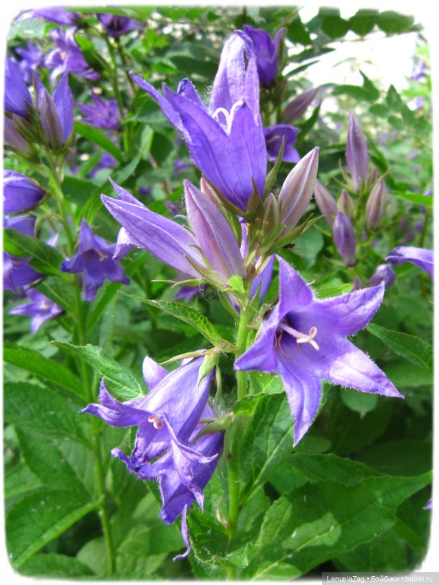 Прогулка в Треугольном сквере (фото 2)