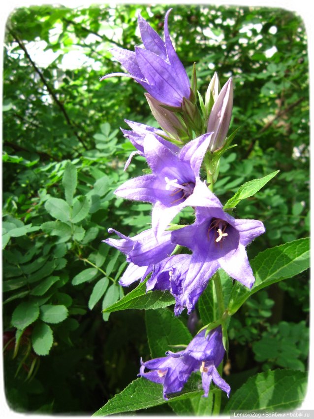 Прогулка в Треугольном сквере (фото 5)