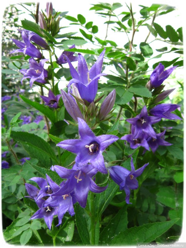 Прогулка в Треугольном сквере (фото 7)