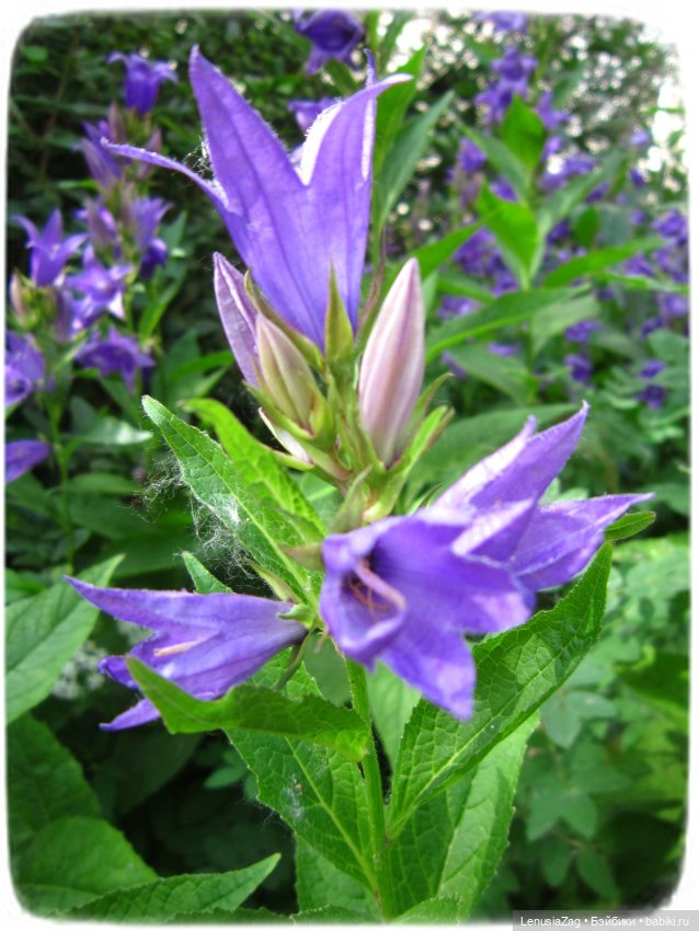 Прогулка в Треугольном сквере (фото 4)