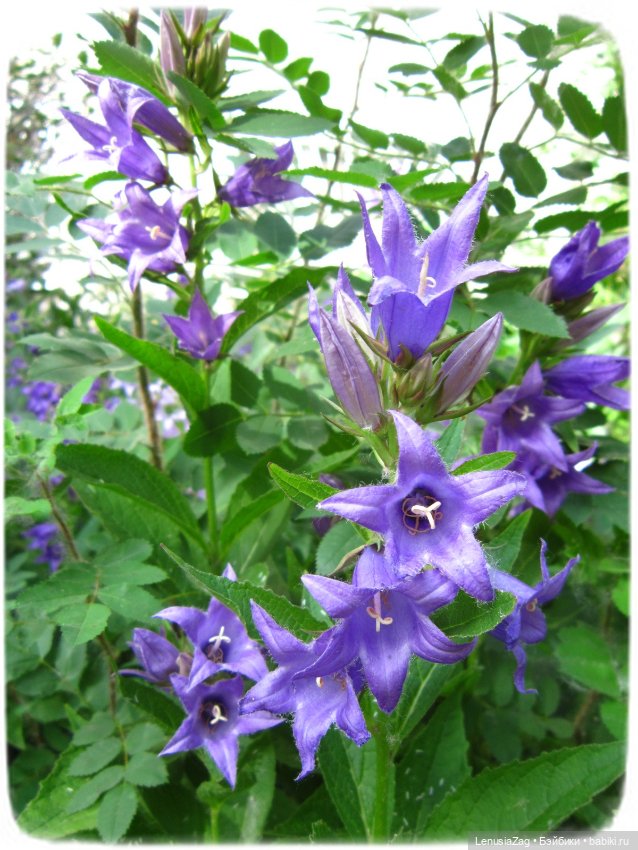 Прогулка в Треугольном сквере (фото 3)