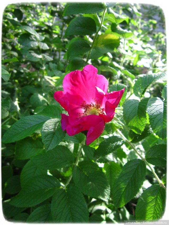 Прогулка в Треугольном сквере (фото 10)