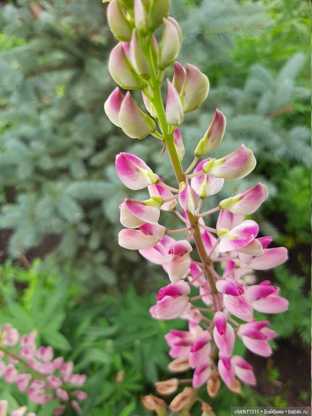 Лето в разгаре — Болталка и разговоры обо всем: жизнь (фото 6)