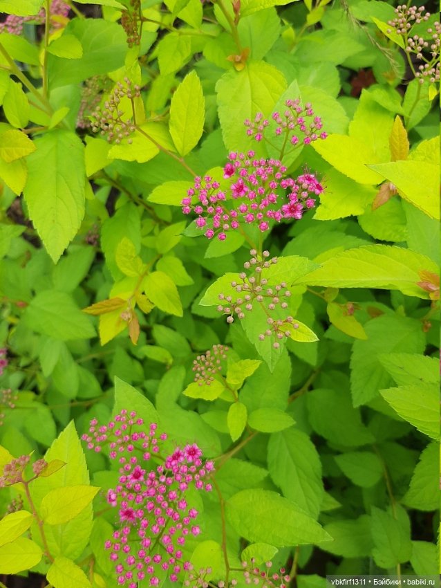 Лето в разгаре — Болталка и разговоры обо всем: жизнь