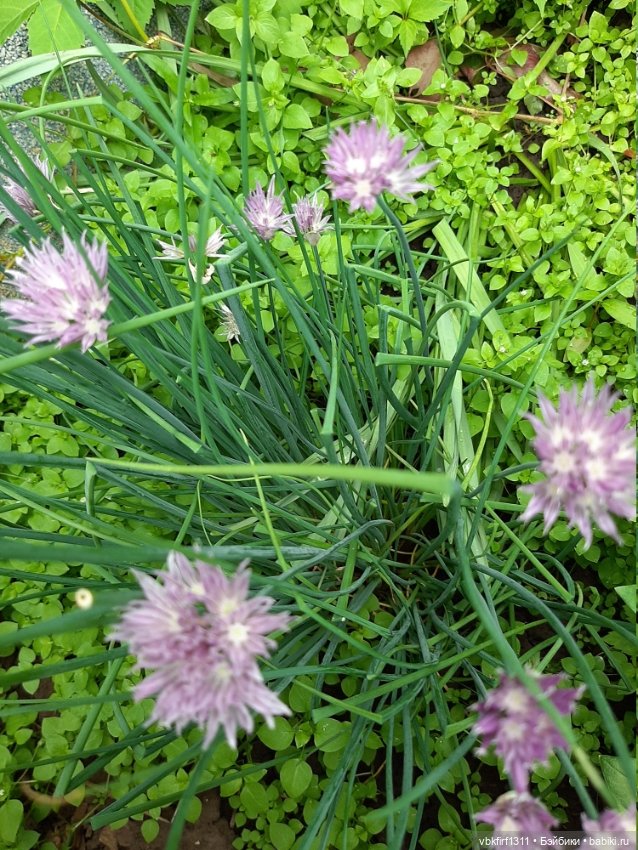 Лето в разгаре — Болталка и разговоры обо всем: жизнь (фото 3)