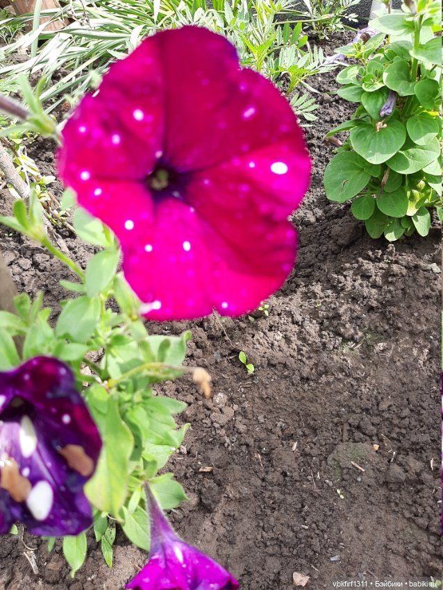 Лето в разгаре — Болталка и разговоры обо всем: жизнь (фото 8)