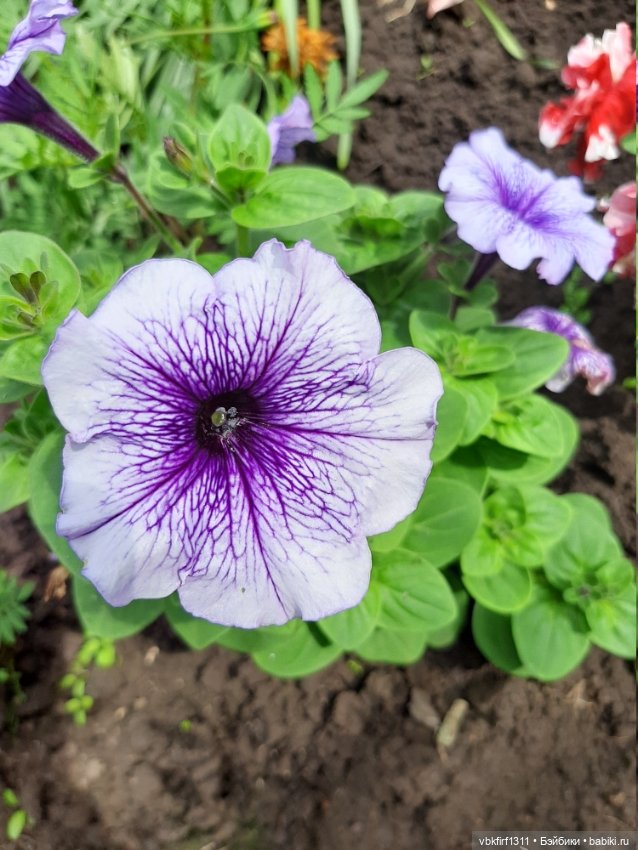 Лето в разгаре — Болталка и разговоры обо всем: жизнь (фото 9)