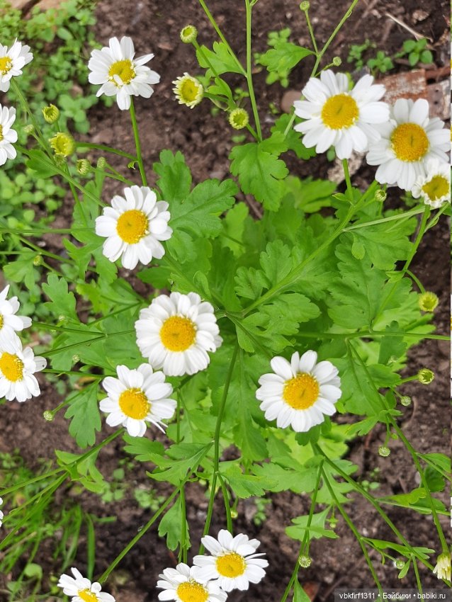 Лето в разгаре — Болталка и разговоры обо всем: жизнь (фото 7)