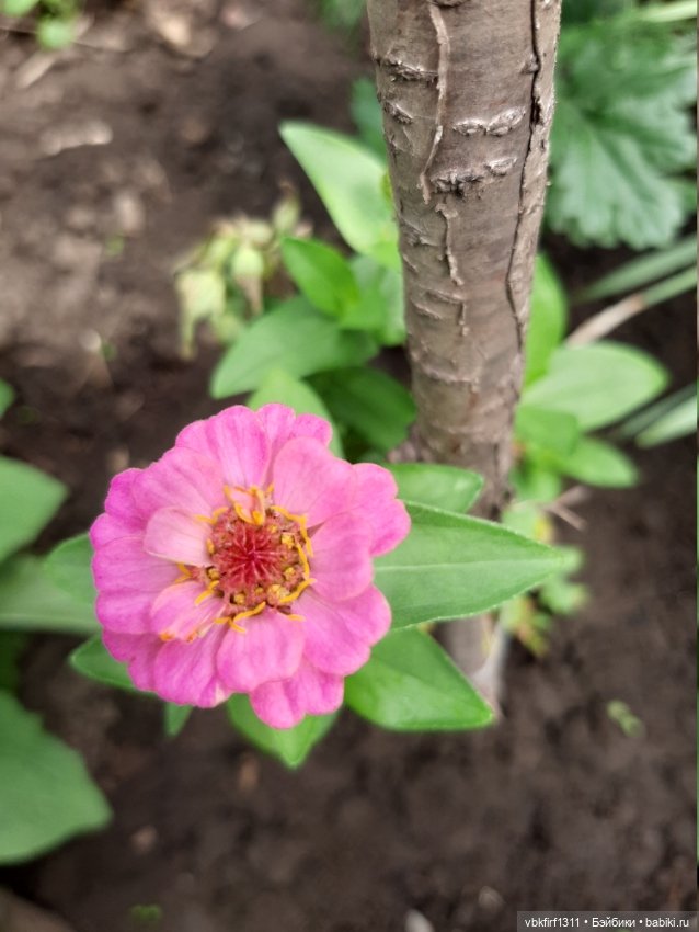 Лето в разгаре — Болталка и разговоры обо всем: жизнь